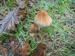 Micacei