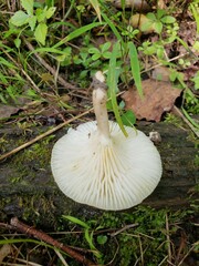 Cuphophyllus angustifolius