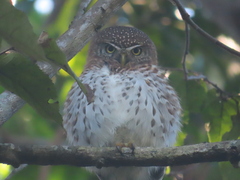 Glaucidium siju