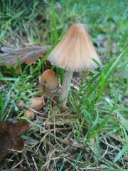 Micacei