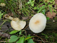 Cuphophyllus angustifolius