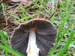 Micacei