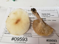 Cuphophyllus angustifolius