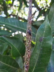 Aetalion reticulatum