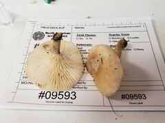 Cuphophyllus angustifolius