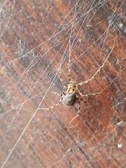 Zygiella x-notata