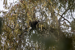 Amyema miquelii