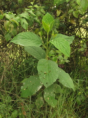 Varronia cylindrostachya