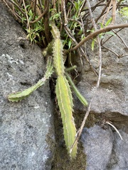 Disocactus speciosus