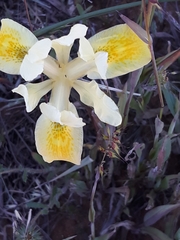 Moraea anomala