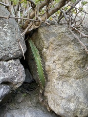 Disocactus speciosus