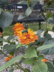Euglossa dilemma