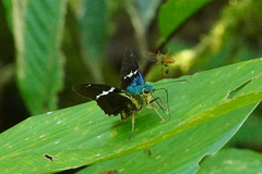 Astraptes fulgerator