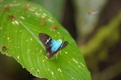 Astraptes fulgerator