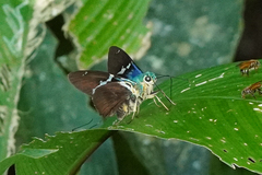 Astraptes fulgerator