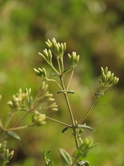 Chromolaena bullata