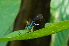 Astraptes fulgerator