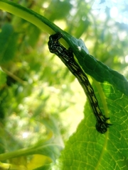 Acronyctodes mexicanaria