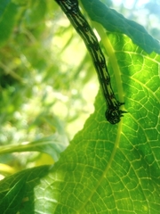 Acronyctodes mexicanaria