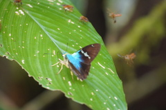 Astraptes fulgerator