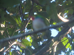 Todus multicolor