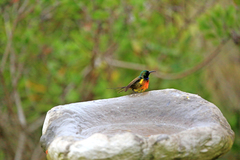 Anthobaphes violacea