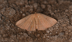 Cyclophora puppillaria