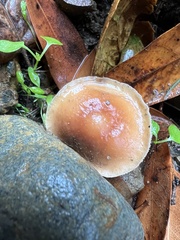 Leratiomyces squamosus