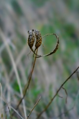 Asclepias fascicularis