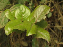 Xylosma spiculifera