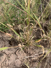 Panicum hallii