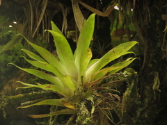 Tillandsia biflora