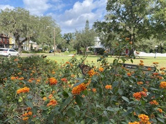Danaus plexippus