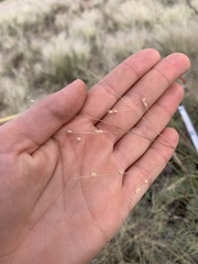 Panicum hallii