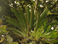 Tillandsia denudata