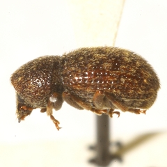 Brachycorynus hirsutus