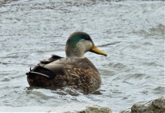 Anas rubripes × platyrhynchos