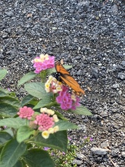 Danaus plexippus