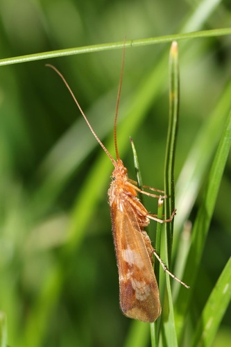 Cinnamon Sedge, photo 6 of 10