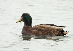 Anas rubripes × platyrhynchos