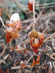 Calendula officinalis