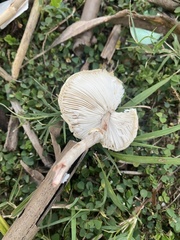 Agaricales