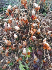 Calendula officinalis