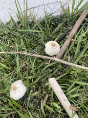 Agaricales
