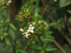 Galianthe bogotensis