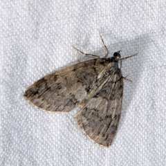 Hydriomena impluviata