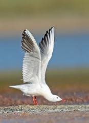 Chroicocephalus genei