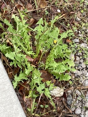 Taraxacum officinale