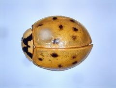 Harmonia axyridis
