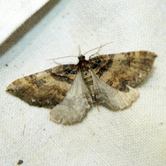 Earophila badiata
